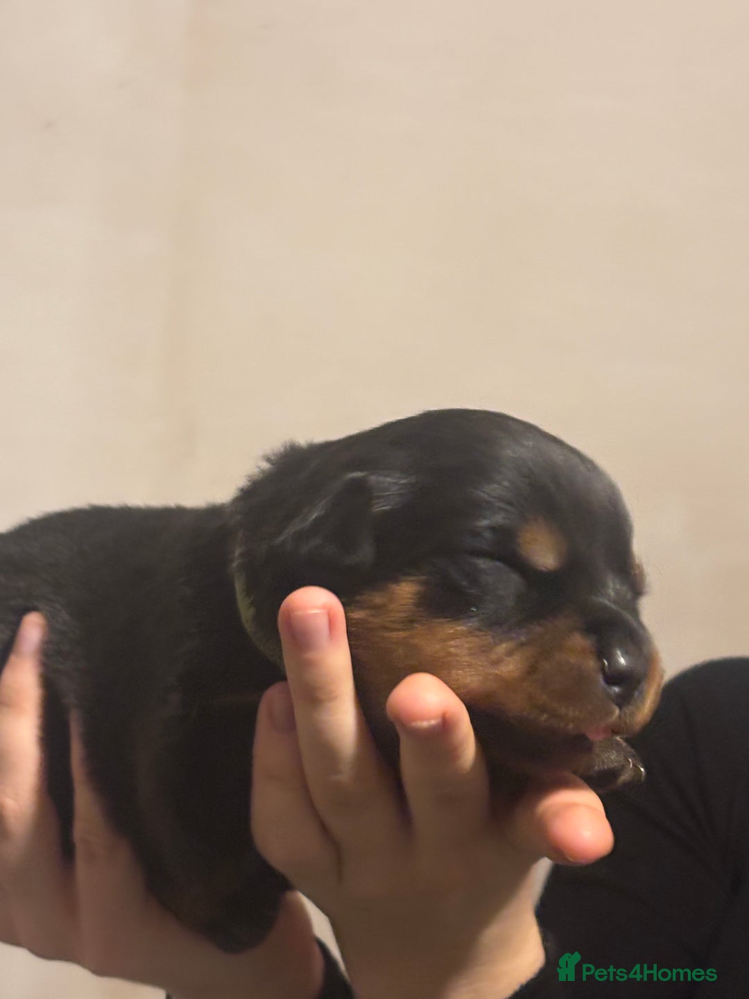 Rottweiler dogs for sale: Rottweiler puppies - Image 18