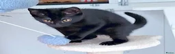 Mixed Breed cats for adoption: LEVI AND LOUISE - Advert 6