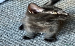 Mixed Breed cats for sale: 3 Black/brown striped Tabby cross Kittens  - Image 3