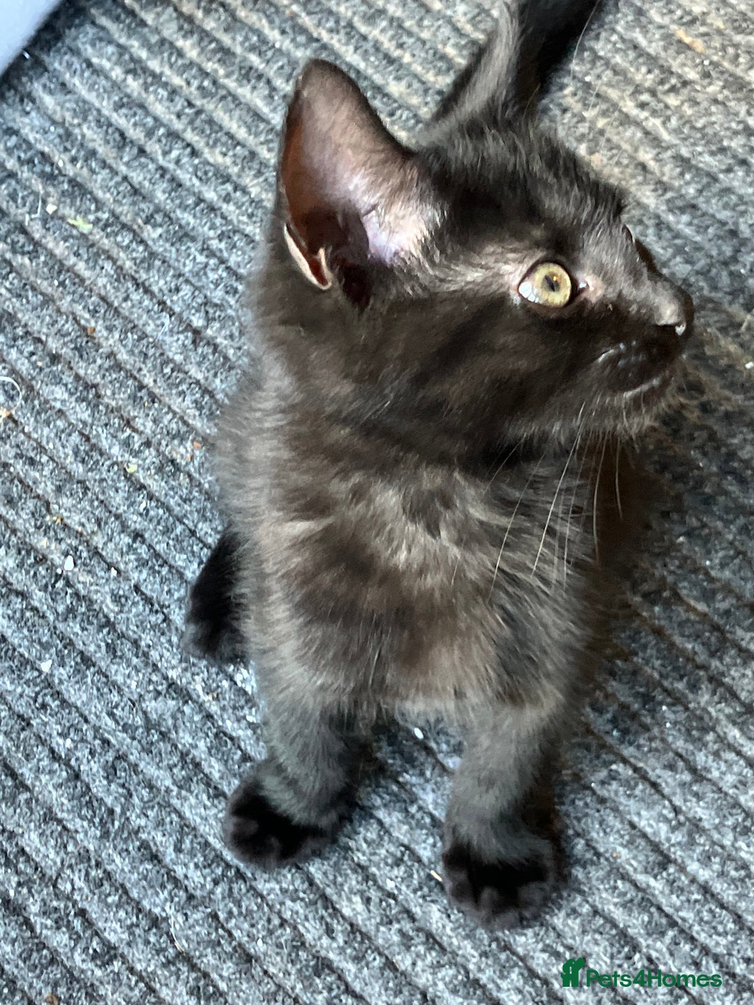 Mixed Breed cats for sale: 3 Black/brown striped Tabby cross Kittens  - Image 3