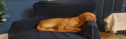 Hungarian Vizsla dogs for sale: Stunning KC Registered Hungarian Vizslas - Advert 4