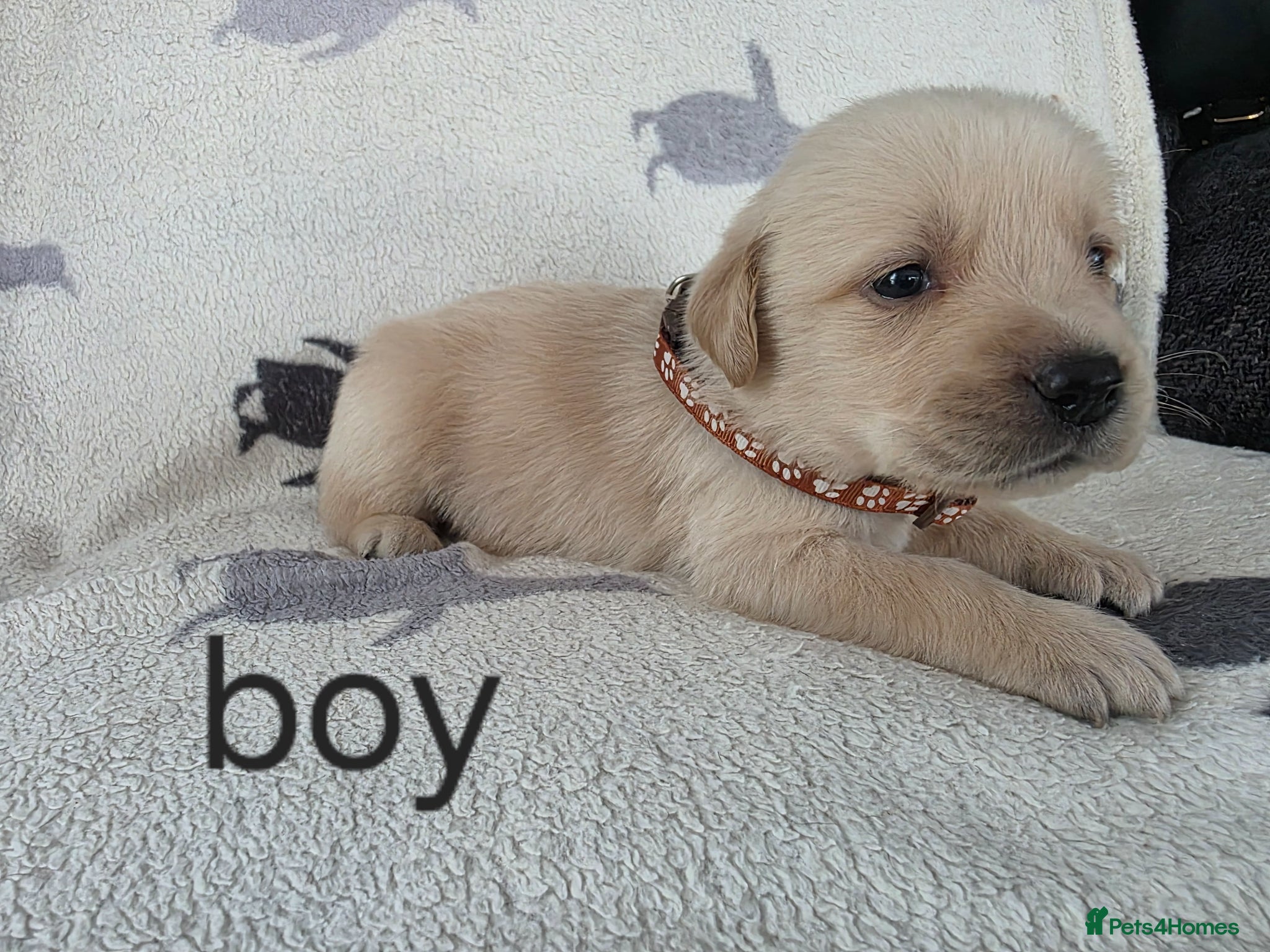 Goldador dogs for sale: retreiver puppys in Newport-on-Tay - Advert 6