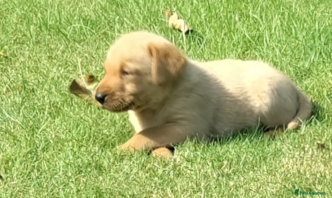 Labrador Retriever dogs for sale: Labrador pups for sale  - Image 13