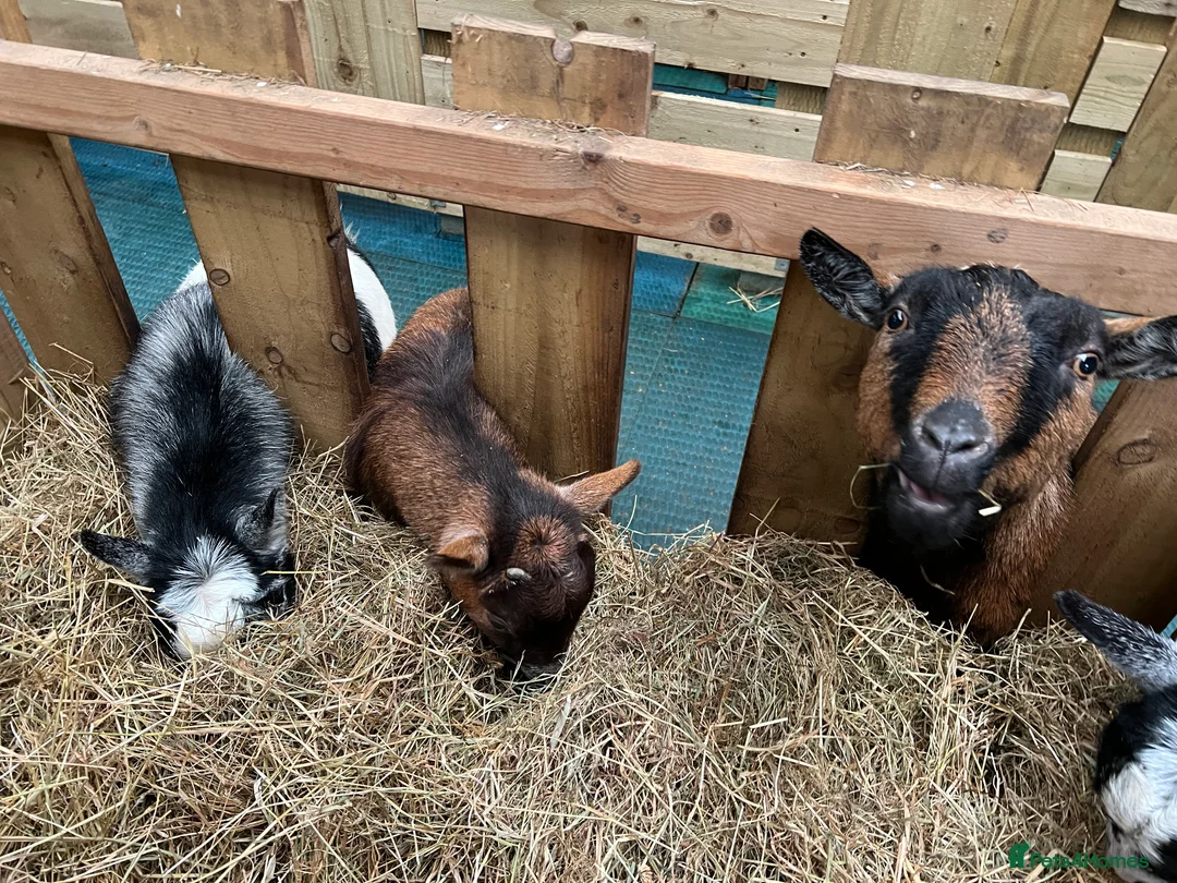 Goats livestock for sale: Pygmy goats, disbudded nanny’s  - Advert 15