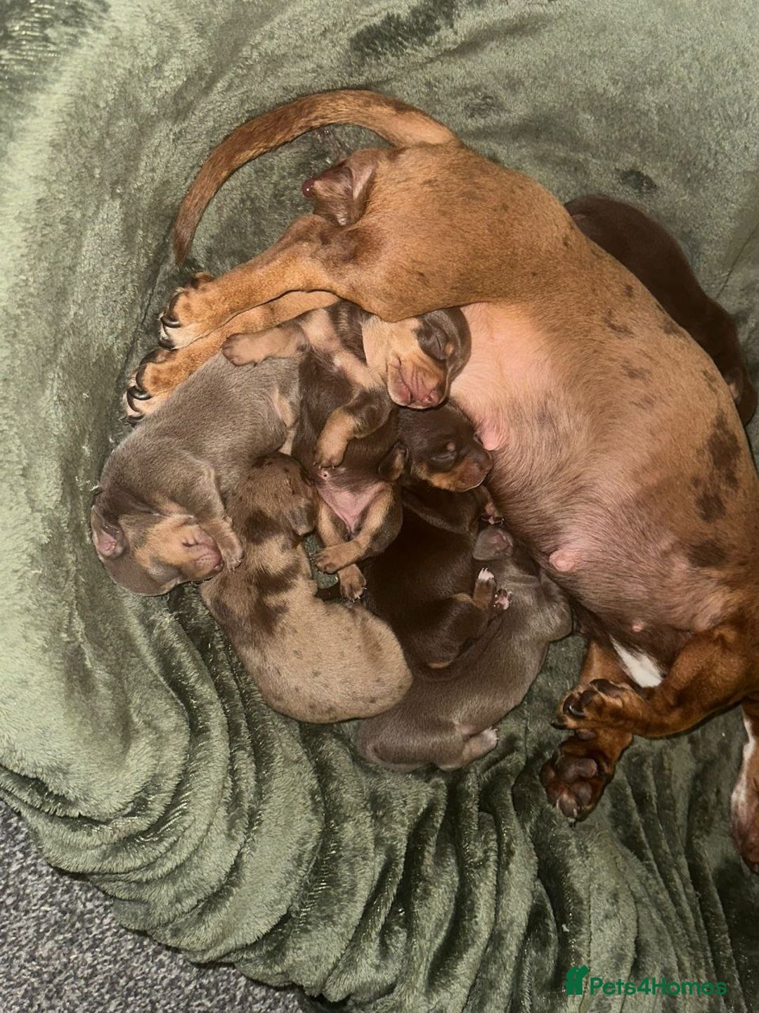 Miniature Dachshund dogs for sale: ADORABLE MINIATURE DACHSHUND PUPPIES FOR SALE - Advert 2