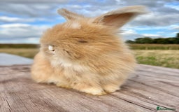 Angora rabbits for sale: Fully Vaccinated Pedigree English Angoras  - Image 30