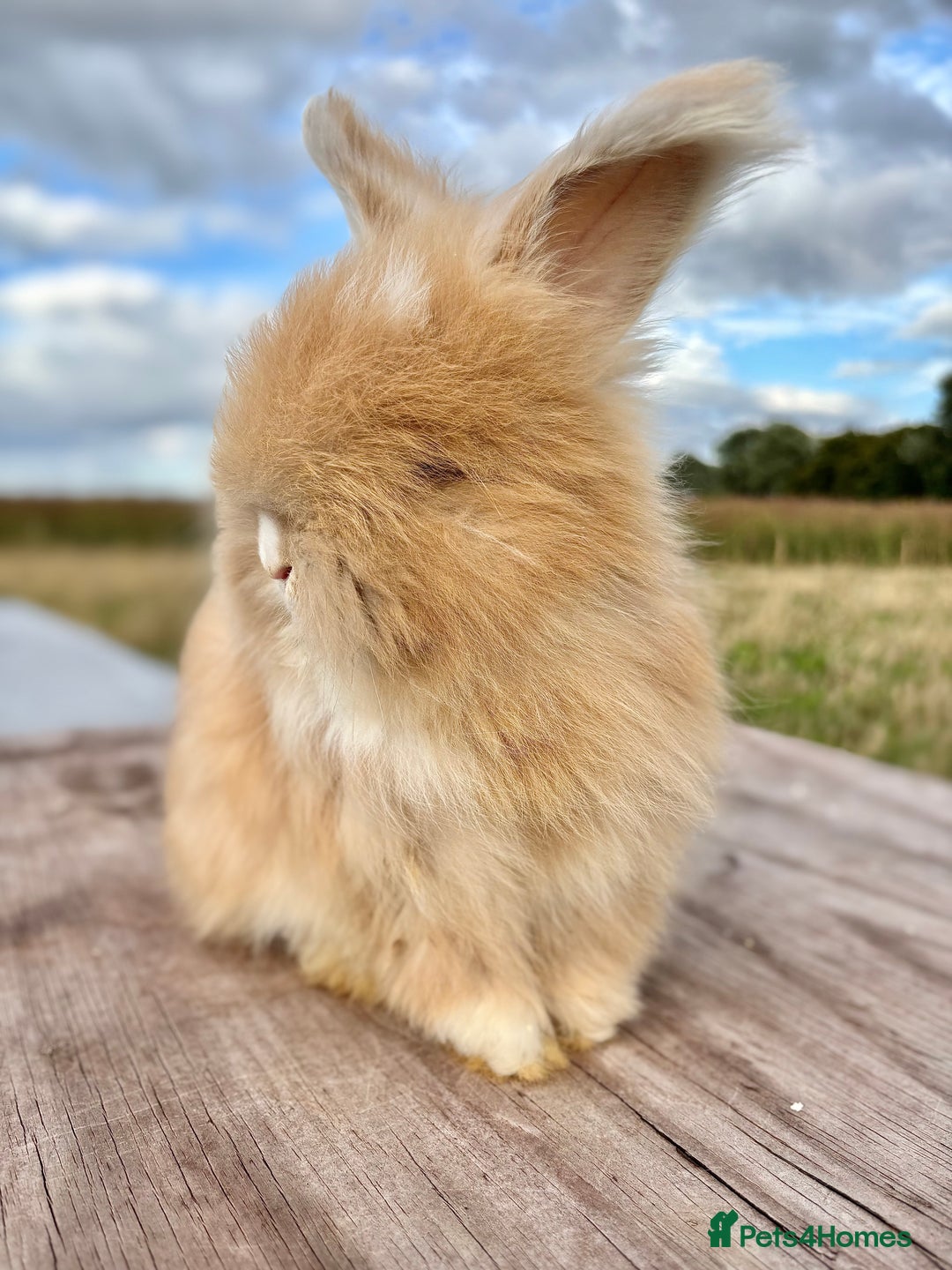 Angora rabbits for sale: Fully Vaccinated Pedigree English Angoras  - Image 30