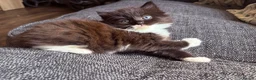 Maine Coon cats for sale: Maine Coon Cross Kittens - Advert 19