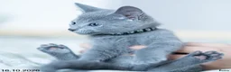 Russian Blue cats for sale: Adorable Russian Blue Kittens. - Advert 27