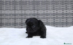 Mixed Breed dogs for sale: French bulldog X imperial shih tzu  - Image 8