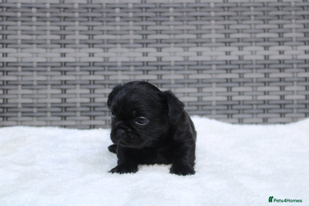 Mixed Breed dogs for sale: French bulldog X imperial shih tzu  - Image 8