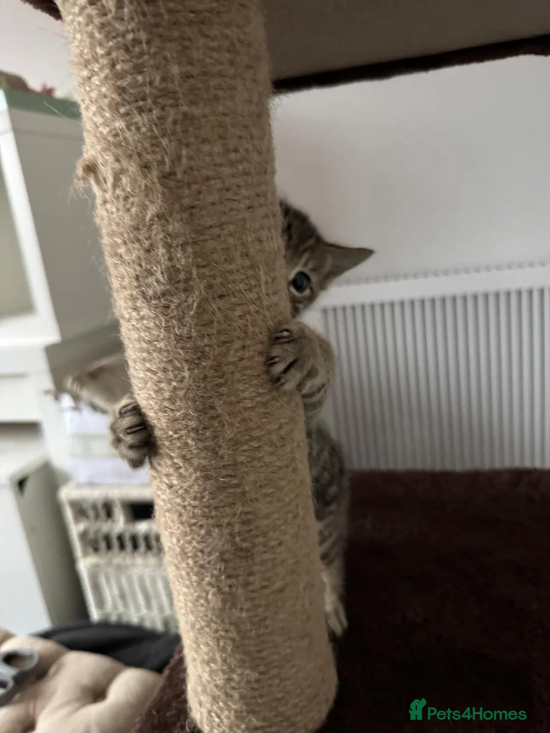 Mixed Breed cats for sale: Bengal x Russian blue kittens  - Advert 6