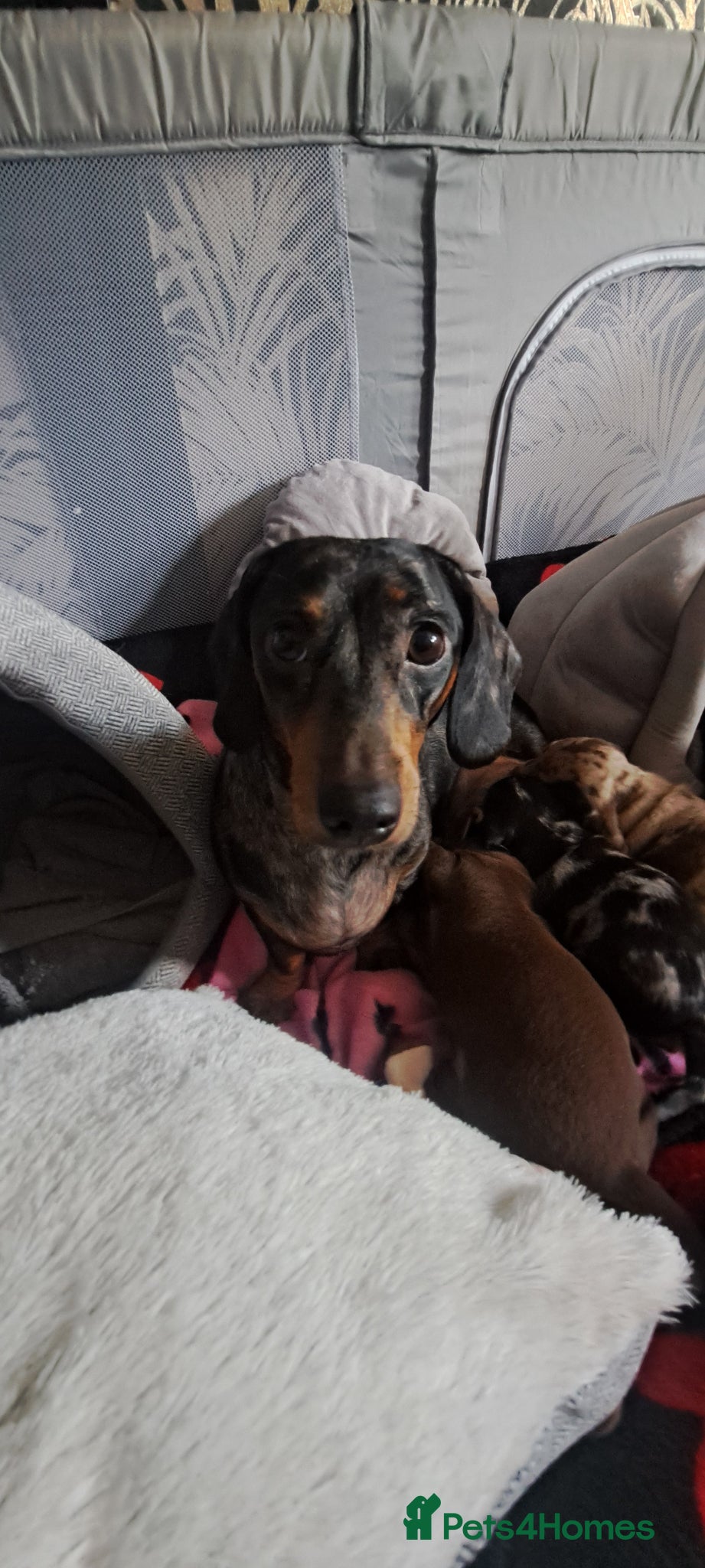 Miniature Dachshund dogs My most stunning mini-dachunds x - Advert 3