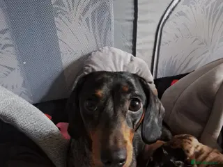 Miniature Dachshund dogs My most stunning mini-dachunds x - Advert 3