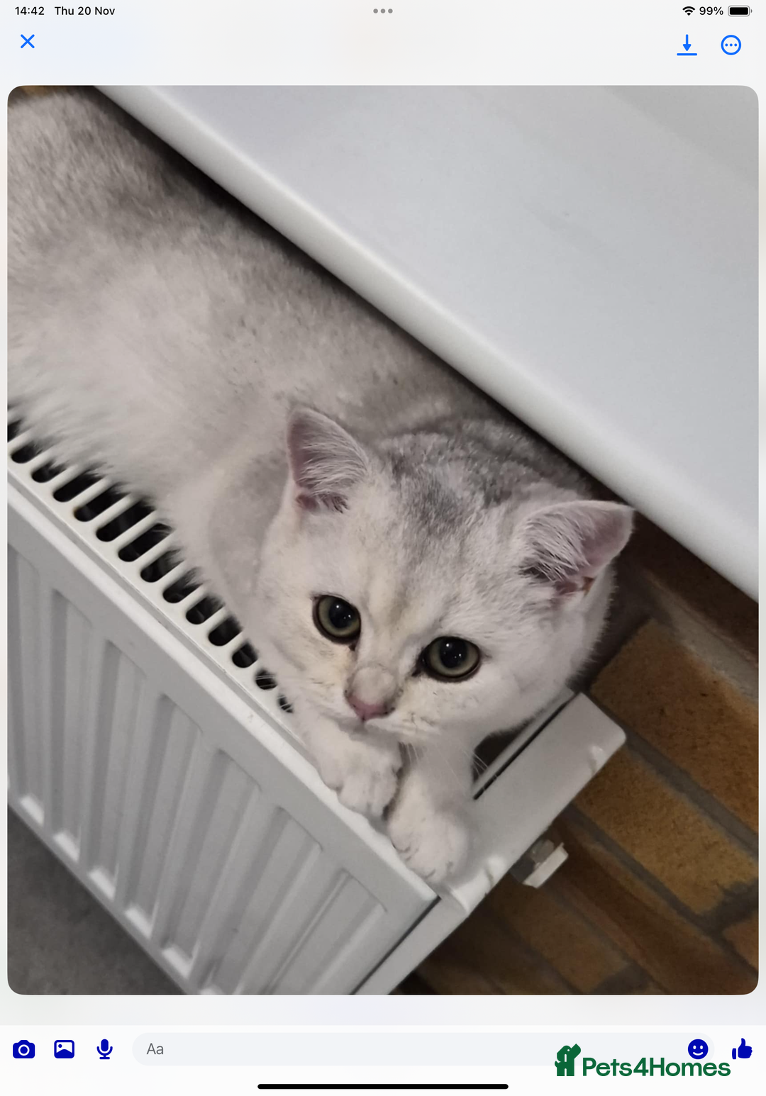 British Shorthair cats for sale: Black Silver Tipped  - Advert 3