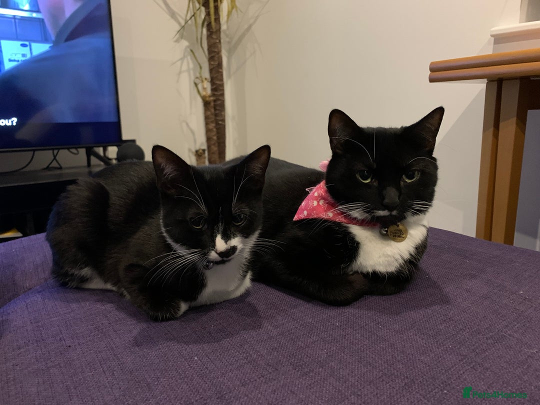 British Shorthair cats for sale: Juno and Minnie - Image 3