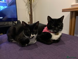 British Shorthair cats Juno and Minnie - Advert 2