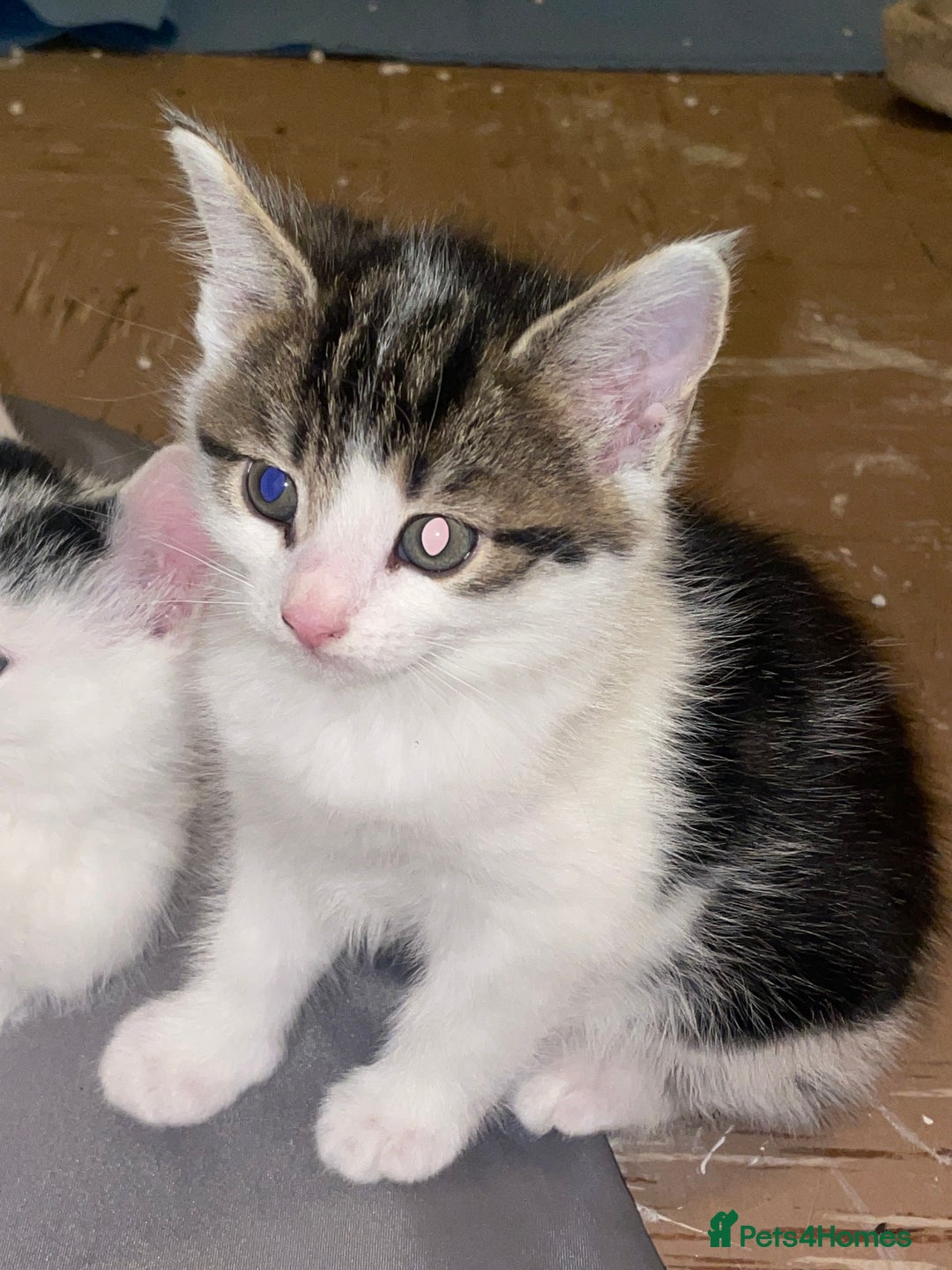 Domestic Shorthair cats for sale: Male kitten - Advert 4