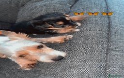 Mixed Breed dogs for sale: Shorkie pup for sale last boy READ DESCRIPTION  - Image 6