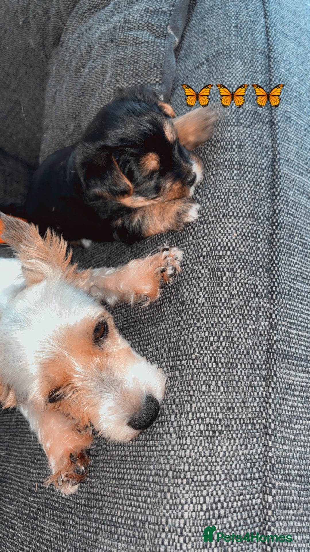 Mixed Breed dogs for sale: Shorkie pup for sale last boy READ DESCRIPTION  - Image 6