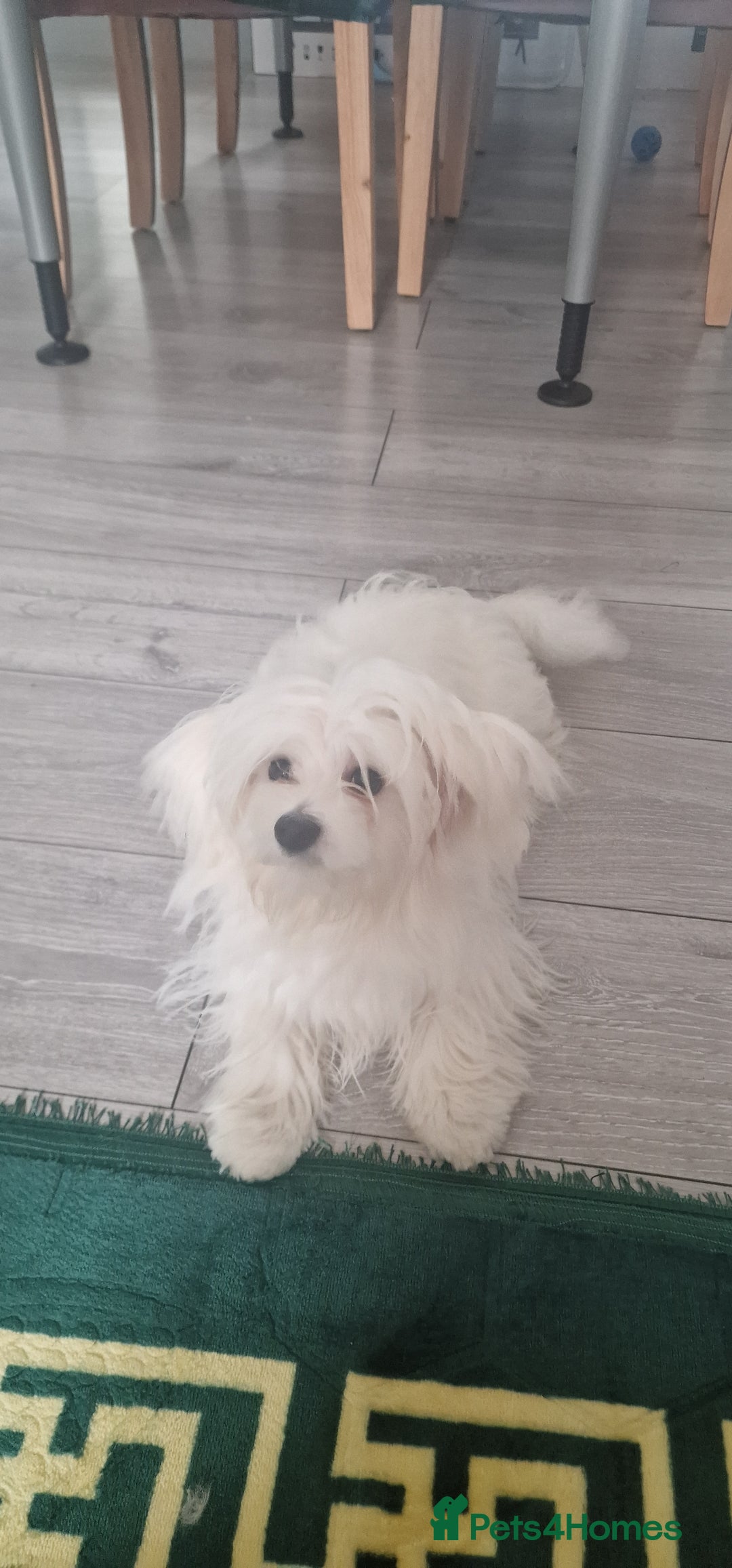 Maltese dogs for sale: Beautiful Maltese  - Advert 7