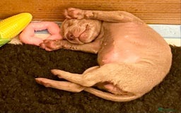 Weimaraner dogs for sale: Exceptional litter of Weimaraner puppies  - Image 19