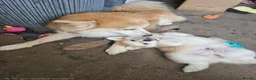 Pomsky dogs for sale: Stunning Pomsky Puppies  in Worthing - Advert 6