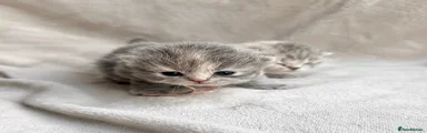 British Longhair Kitten 2