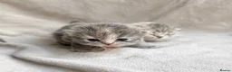 British Longhair cats for sale: Blue tortie lh girl *health checked*TICA reg* - Advert 12