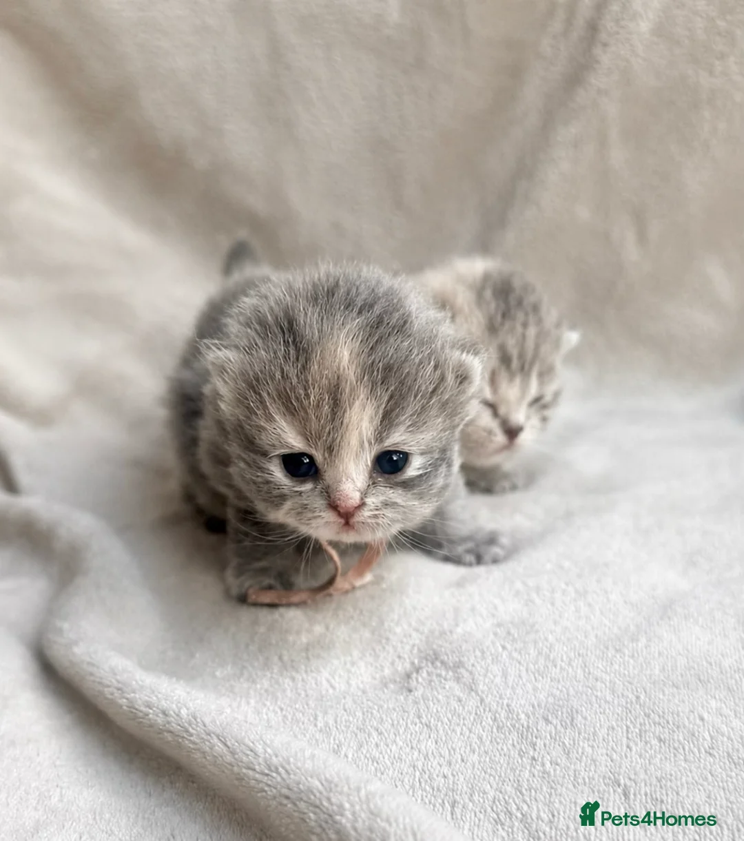 British Longhair cats for sale: Blue tortie lh girl *health checked*TICA reg* - Advert 12