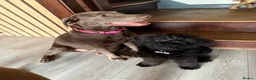 Miniature Poodle dogs for sale: Gordon in Sheffield - Advert 5