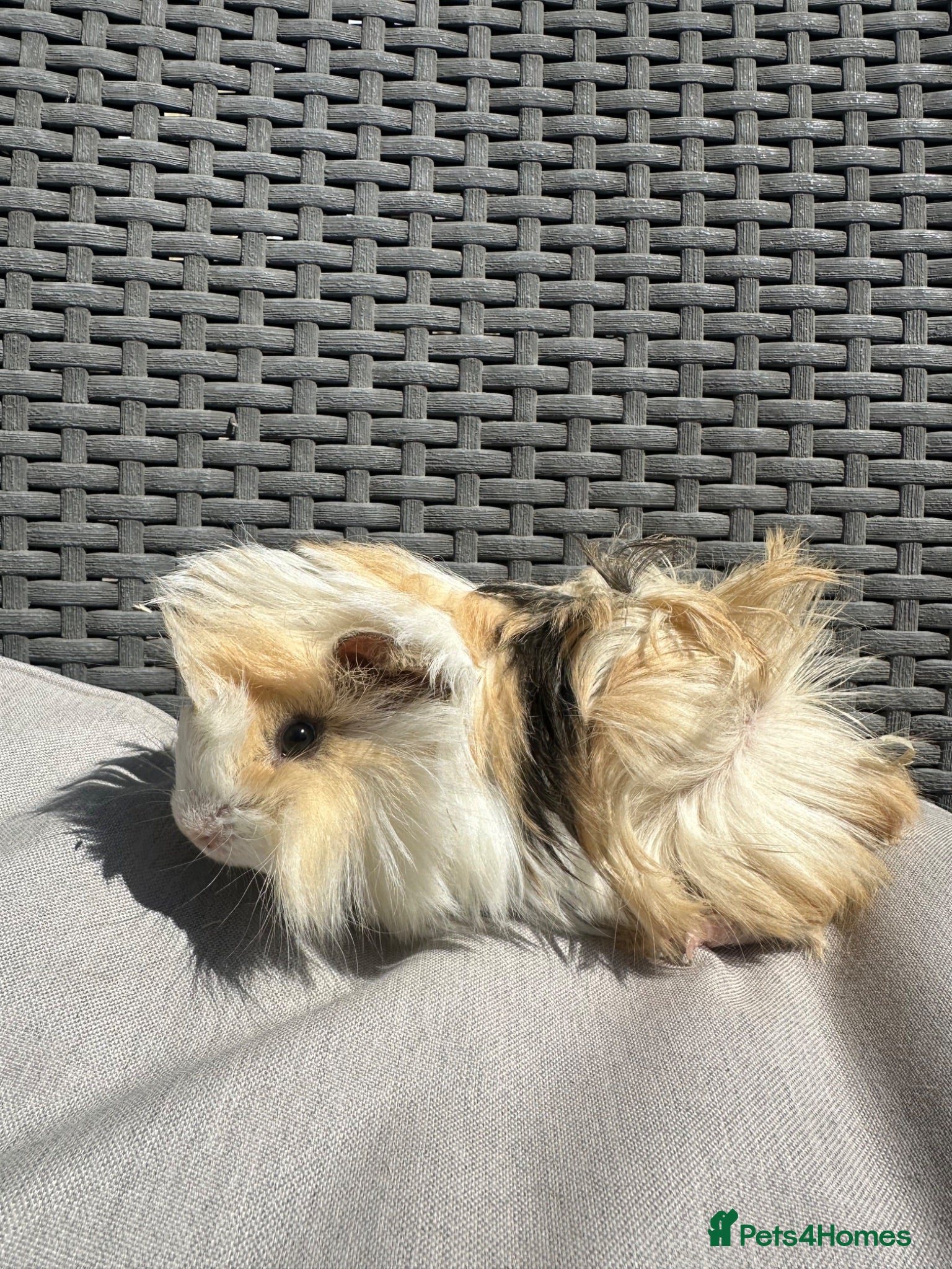 Guinea Pig rodents Very handsome baby long haired guinea pigs. - Advert 1