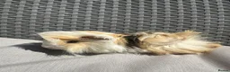 Guinea Pig rodents for sale: Very handsome baby long haired guinea pigs. - Advert 1