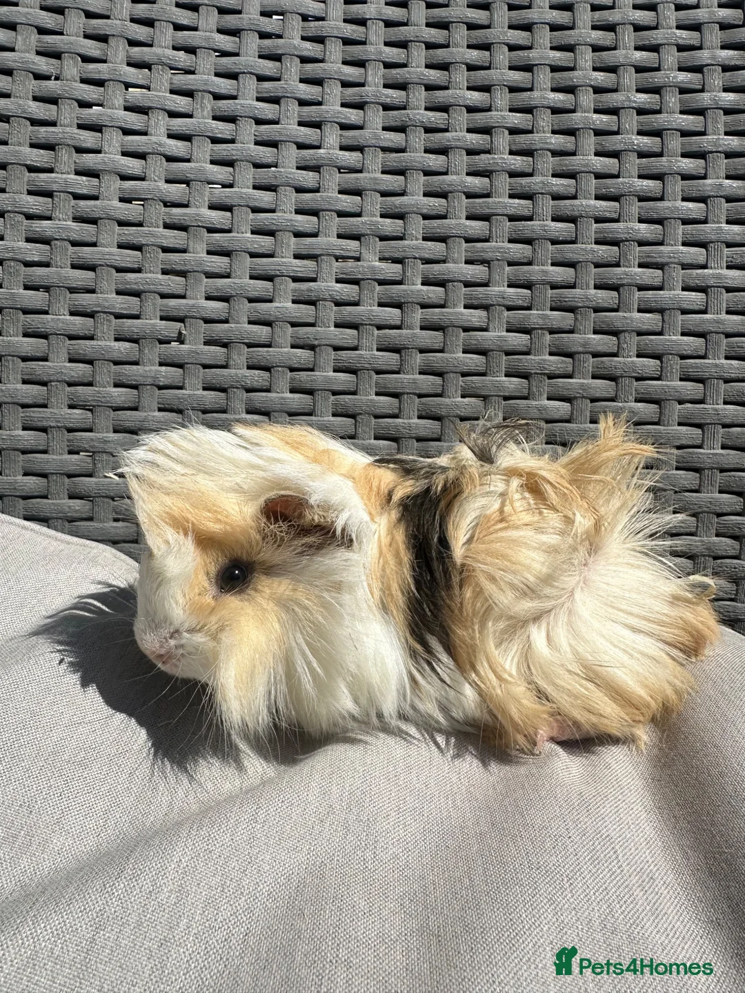 Guinea Pig rodents for sale: Very handsome baby long haired guinea pigs. - Advert 1