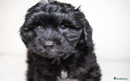 Mixed Breed dogs for sale: Havapoo. F1. Super healthy. - Image 16