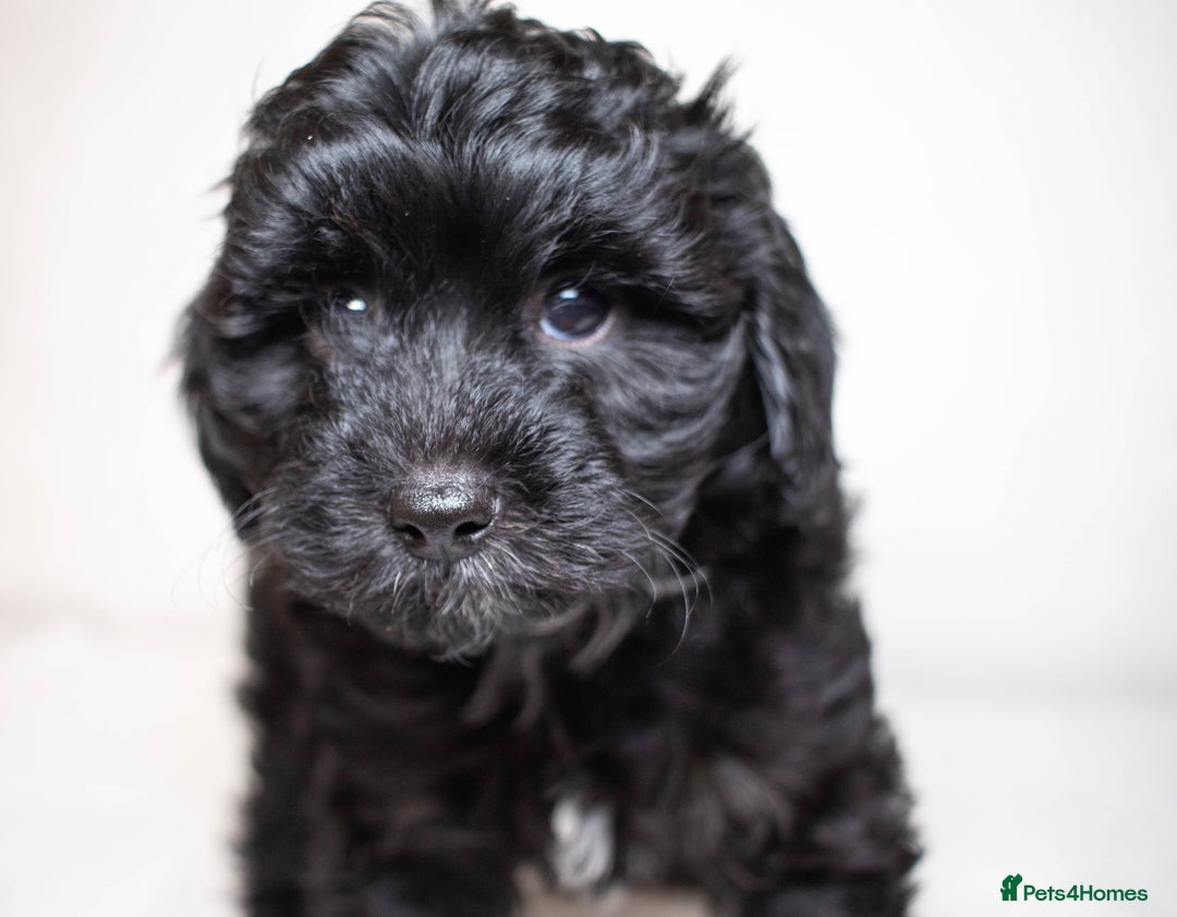 Mixed Breed dogs for sale: Havapoo. F1. Super healthy. - Image 16