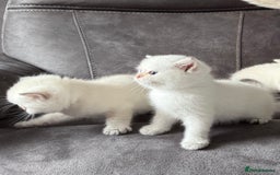 British Shorthair cats for sale: Beautiful GCCF kittens from champion lines  - Image 4