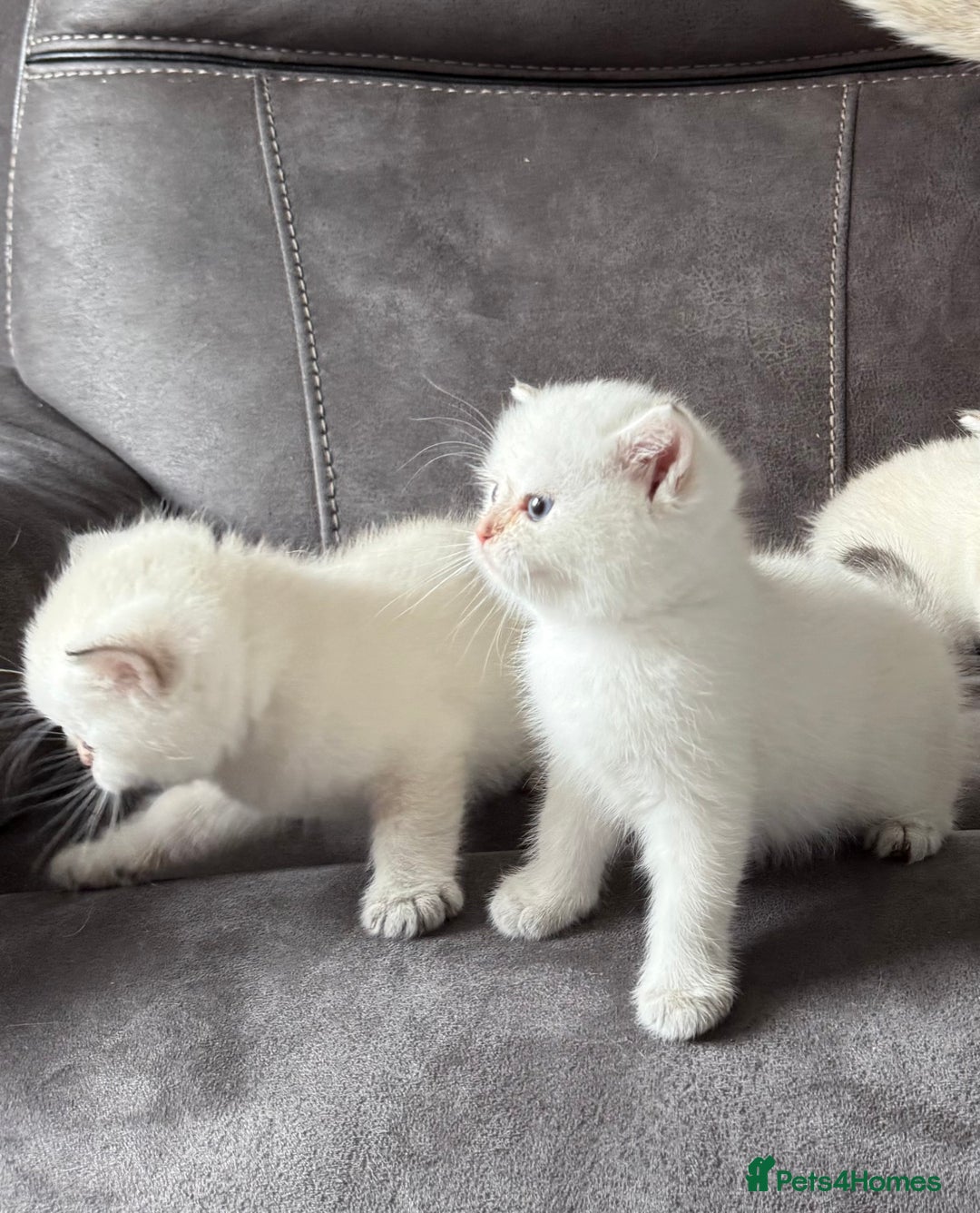 British Shorthair cats for sale: Beautiful GCCF kittens from champion lines  - Image 4