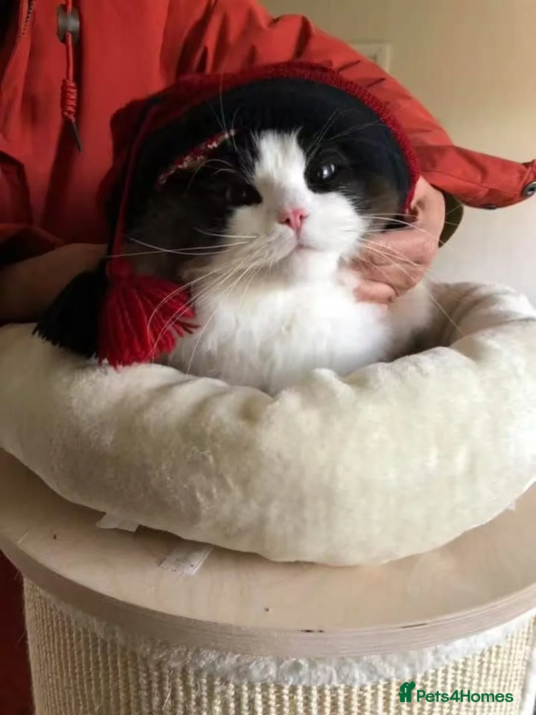 Ragdoll cats for sale: Ragdoll Cats - Looking for New Homes - Advert 4