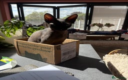 Sphynx cats for sale: Male Sphynx cat for sale 2 years old - Image 5