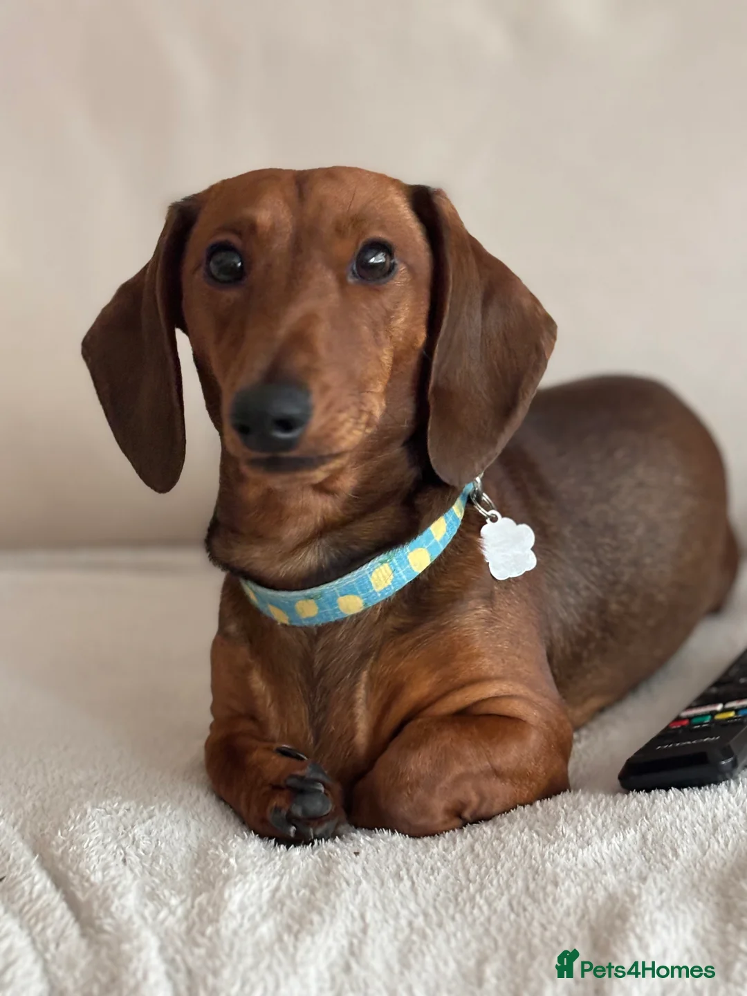 Miniature Dachshund dogs for sale: Miniature dachshund puppies  - Advert 1