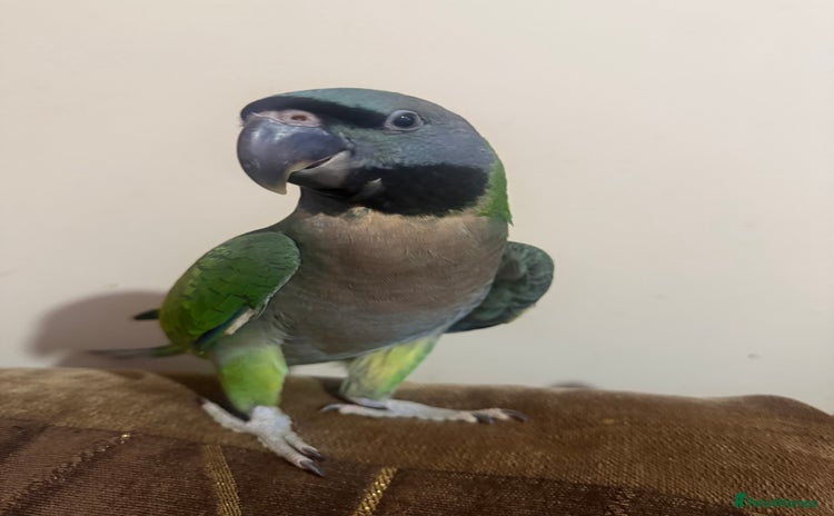 Parrots birds - Advert 1
