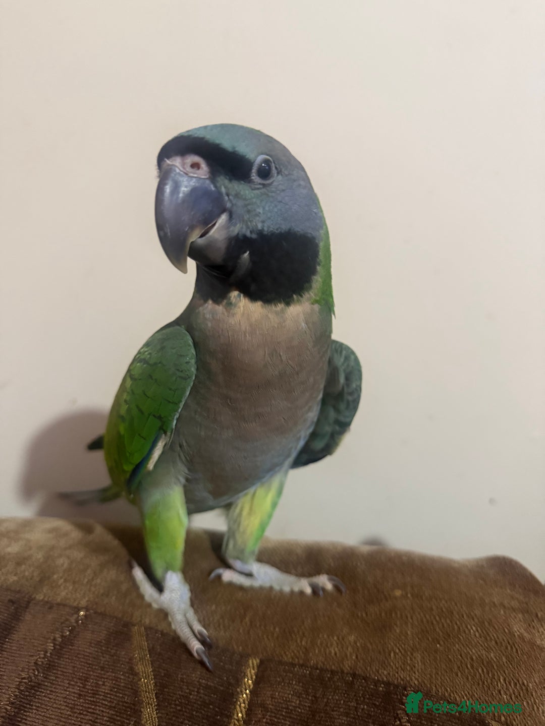 Parrots birds for sale: Handreared Derbyran parrot - Image 1