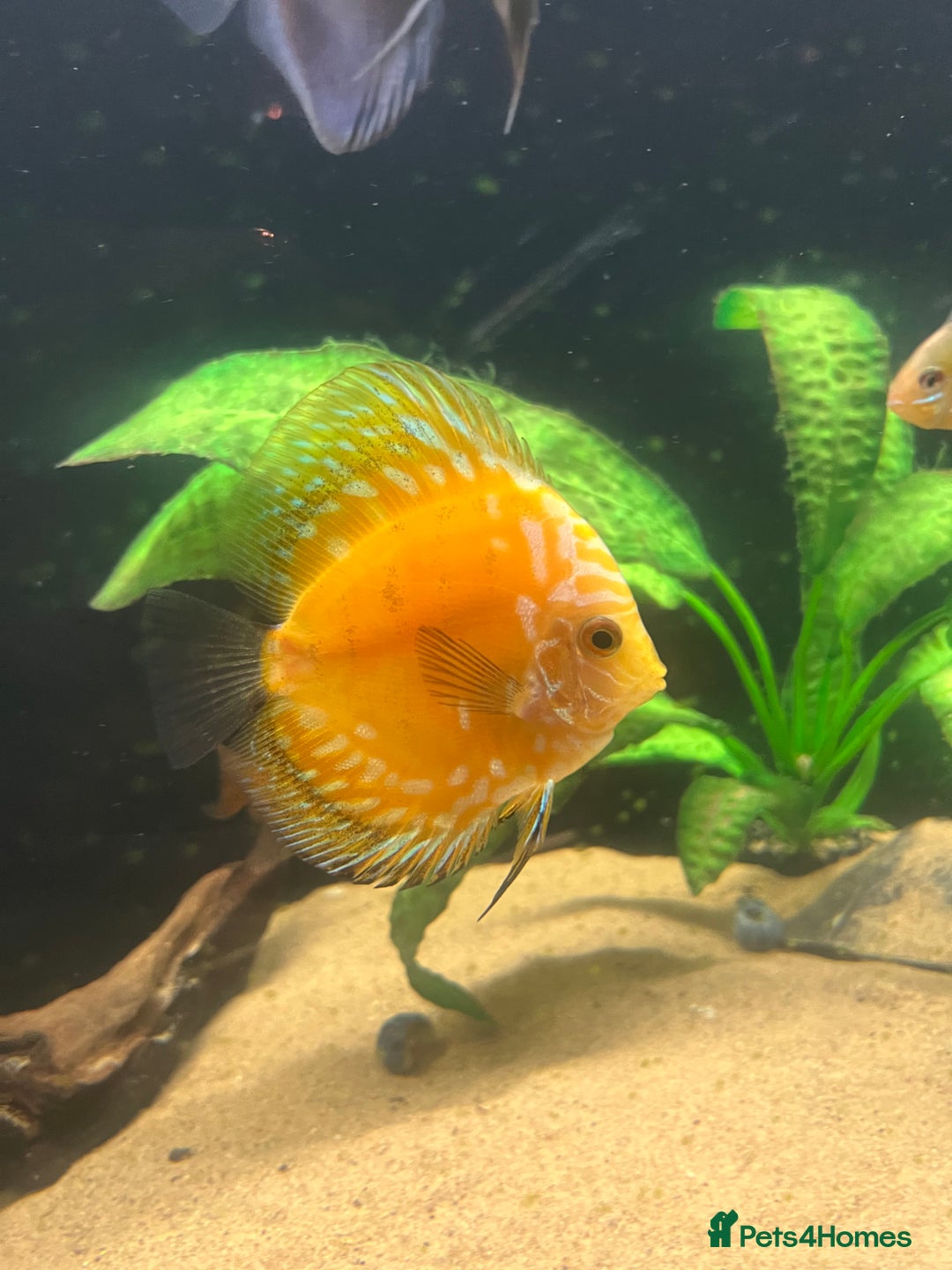 Discus fish for sale: Discus fish for sale - Image 3