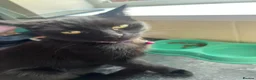 British Shorthair cats for sale: Kittens in Leek - Advert 4
