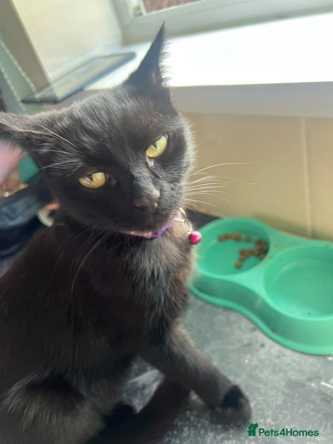 British Shorthair cats for sale: Kittens in Leek - Advert 4