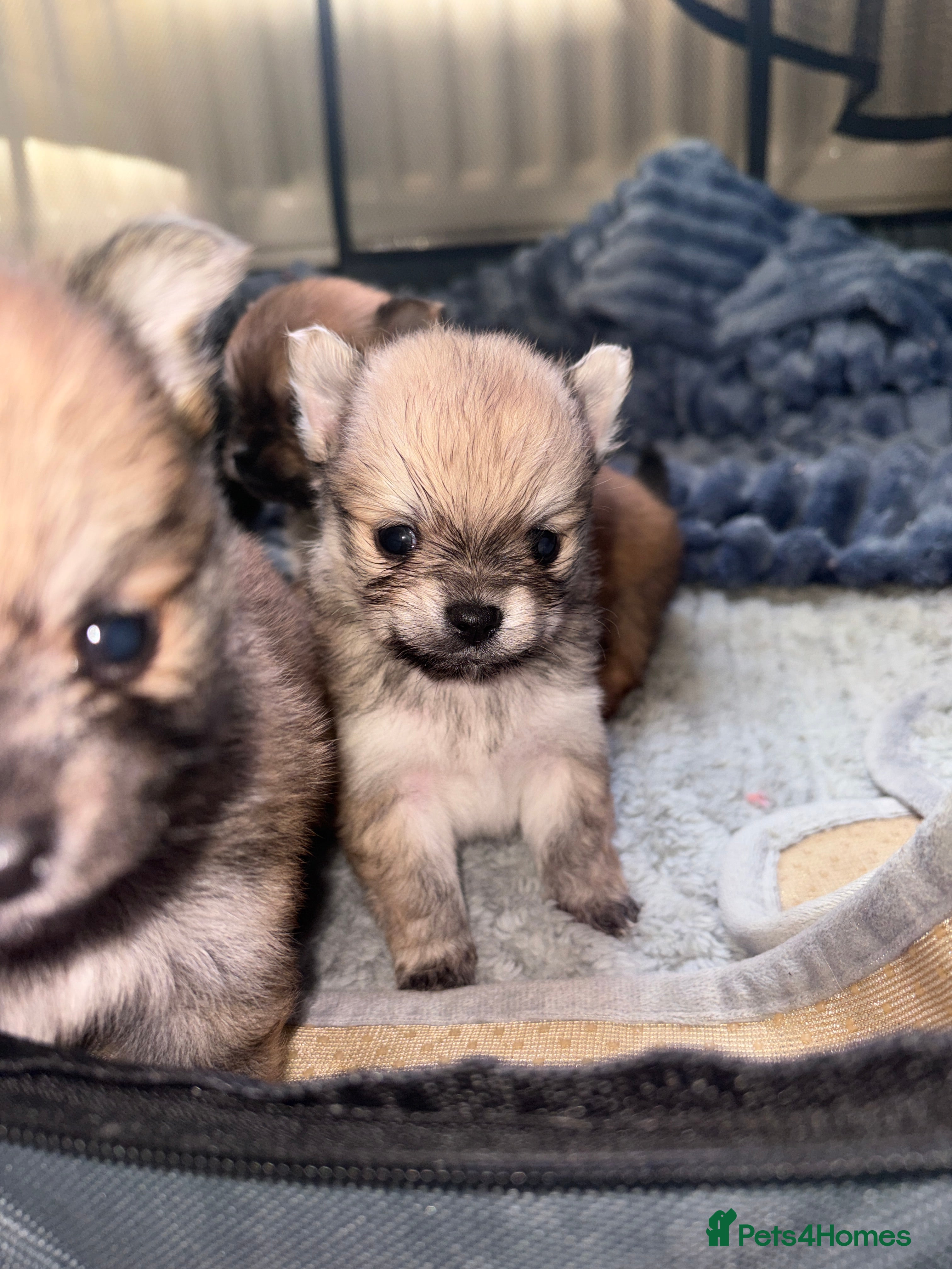 Pomchi dogs 4 Beautiful pomchis 🐶🐾 - Advert 11