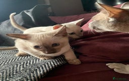 Burmese cats for sale: Chocolate mink Generation Pedigree Tonkinese  - Image 5