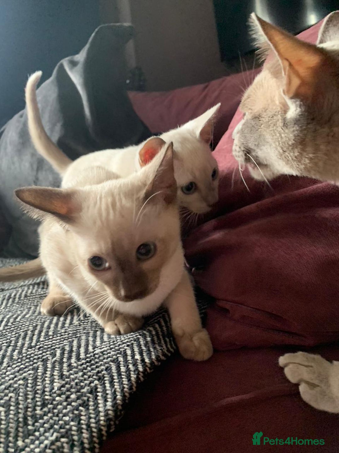 Burmese cats for sale: Chocolate mink Generation Pedigree Tonkinese  - Image 5