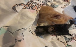 Mixed Breed cats for sale: Kittens for sale ginger boys  - Image 5